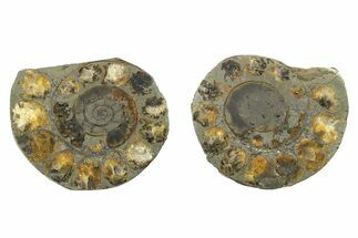 Pyritized Cut Ammonite Fossil Pair - Morocco #276651