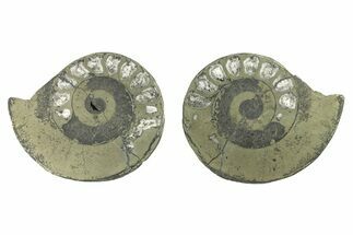 Pyritized Cut Ammonite Fossil Pair - Morocco #276675