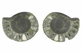Pyritized Cut Ammonite Fossil Pair - Morocco #276677