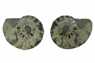 Pyritized Cut Ammonite Fossil Pair - Morocco #276680