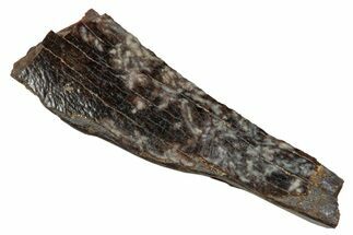 Tyrannosaur Tooth Fragment - Judith River Formation #276492
