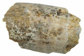 Tyrannosaur Tooth Fragment - Judith River Formation #276504