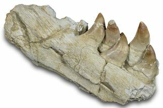 Mosasaur (Prognathodon) Jaw with Five Teeth - Morocco #276704