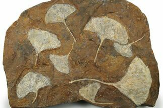 Eight Paleocene Fossil Ginkgo Leaves - North Dakota #276708