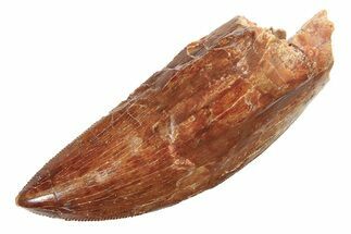 Serrated Carcharodontosaurus Tooth - Thick Tooth #159468