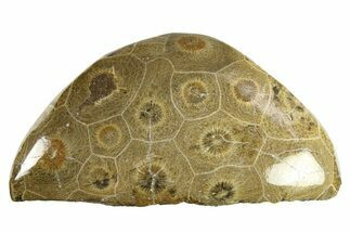 Polished Fossil Coral (Actinocyathus) Head - Morocco #276760