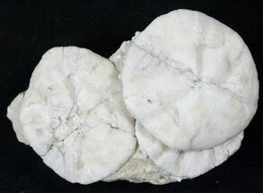 Fossil Sand Dollars (Astrodapsis) Cluster - California #15780