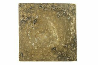 Polished Fossil Rugose Coral Slab - Morocco #276195