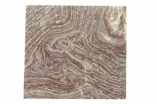 Polished, Neoproterozoic Stromatolite (Conophyton) - Morocco #276213