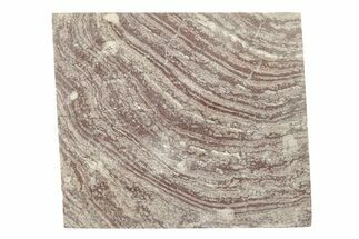 Polished, Neoproterozoic Stromatolite (Conophyton) - Morocco #276214