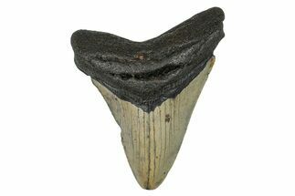 Serrated, Fossil Megalodon Tooth - North Carolina #274005