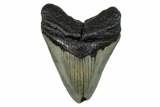 Serrated, Fossil Megalodon Tooth - North Carolina #274017