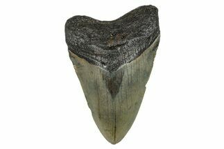 Serrated, Fossil Megalodon Tooth - North Carolina #274019