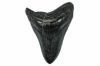 Fossil Megalodon Tooth - South Carolina #275286