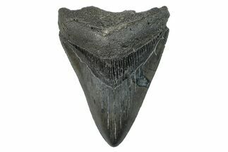 Fossil Megalodon Tooth - Serrated Blade #275290