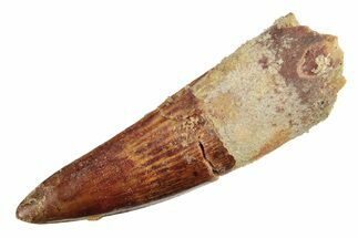 Juvenile Fossil Spinosaurus Tooth - Real Dinosaur Tooth #276956