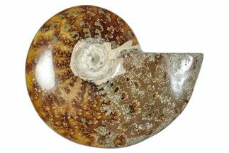 Polished Cretaceous Ammonite (Cleoniceras) Fossil - Madagascar #277038