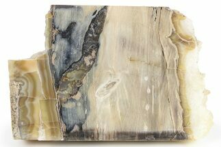 Polished Petrified Wood Section w/ Agate - Washington #277123