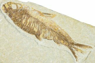Detailed Fossil Fish (Knightia) - Wyoming #165785