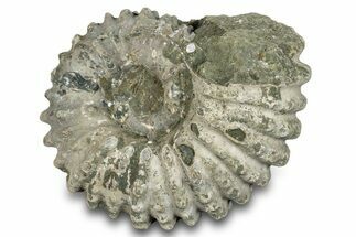 Bumpy Ammonite (Douvilleiceras) Fossil - Madagascar #277184