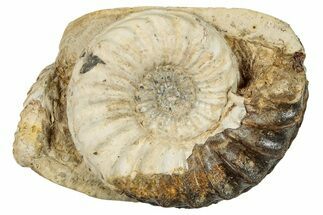 Jurassic Ammonite (Pleuroceras) Fossil - Germany #277196