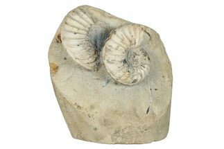 Jurassic Ammonite (Pleuroceras) Fossil Cluster - Germany #277197