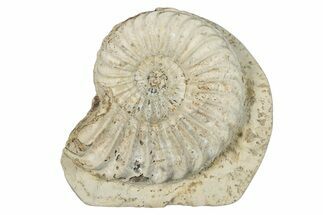 Jurassic Ammonite (Pleuroceras) Fossil - Germany #277203