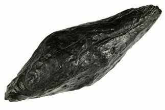 Fossil Sperm Whale (Scaldicetus) Tooth - South Carolina #277322