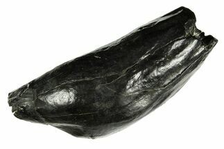 Fossil Sperm Whale (Scaldicetus) Tooth - South Carolina #277324