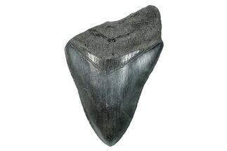 Partial Megalodon Tooth - Serrated Blade #277404