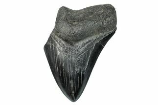 Partial Megalodon Tooth - South Carolina #277405