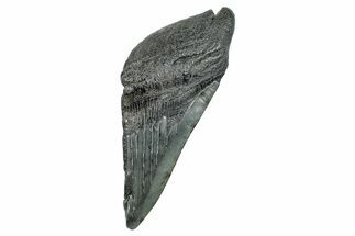 Partial Fossil Megalodon Tooth - South Carolina #277433