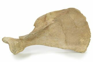 Fossil Primitive Whale (Pappocetus?) Left Scapula - Morocco #277456
