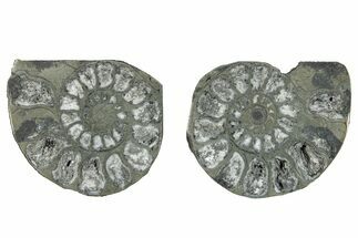 Pyritized Cut Ammonite Fossil Pair - Morocco #276593