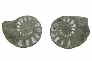 Pyritized Cut Ammonite Fossil Pair - Morocco #276595