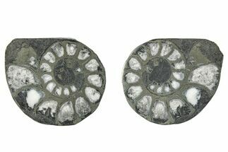 Pyritized Cut Ammonite Fossil Pair - Morocco #276608