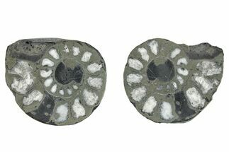 Pyritized Cut Ammonite Fossil Pair - Morocco #276610