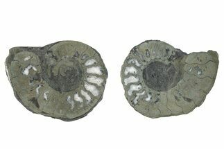 Pyritized Cut Ammonite Fossil Pair - Morocco #276628