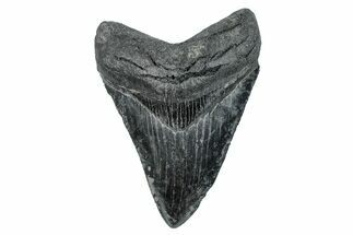 Serrated, Fossil Megalodon Tooth - South Carolina #277373