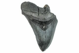 Partial Fossil Megalodon Tooth - South Carolina #277380