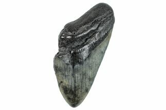 Partial Fossil Megalodon Tooth - South Carolina #277437