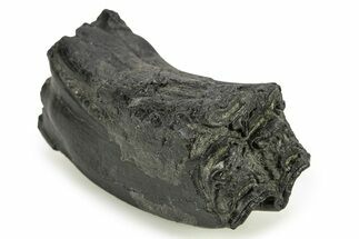Pleistocene Aged Fossil Horse Tooth - South Carolina #277302