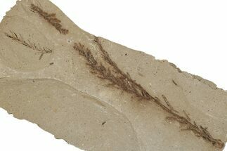 Dawn Redwood (Metasequoia) Fossils - Montana #277535