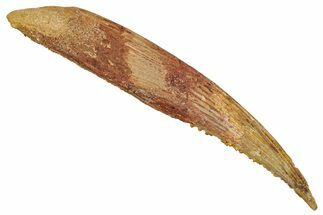 Fossil Shark (Hybodus) Dorsal Spine - Kem Kem Beds, Morocco #277673