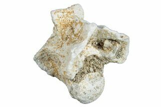 Fossil Sea Snake (Palaeophis) Vertebra - Morocco #277543