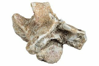 Fossil Sea Snake (Palaeophis) Vertebra - Morocco #277548