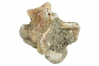 Fossil Sea Snake (Palaeophis) Vertebra - Morocco #277550