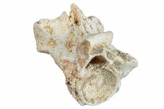 Fossil Sea Snake (Palaeophis) Vertebra - Morocco #277558