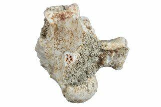Fossil Sea Snake (Palaeophis) Vertebra - Morocco #277563