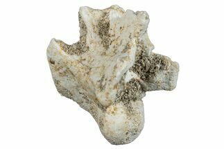 Fossil Sea Snake (Palaeophis) Vertebra - Morocco #277570